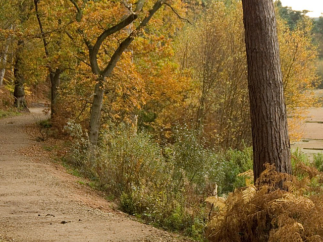Delamere